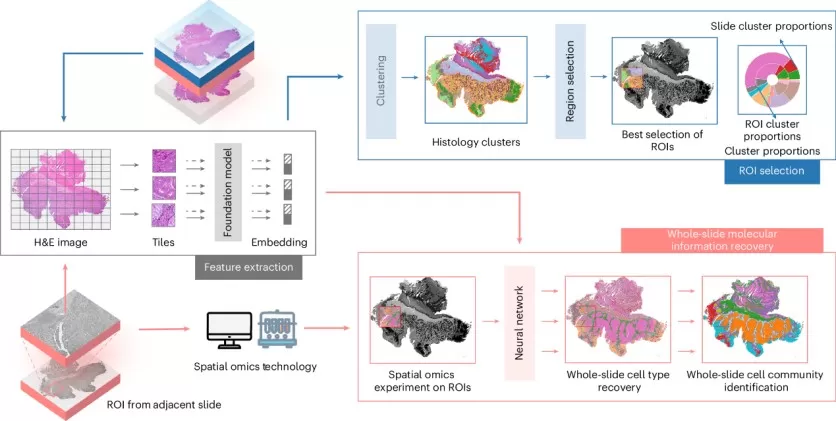 S2-omics workflow for ROI selection and cell label broadcasting